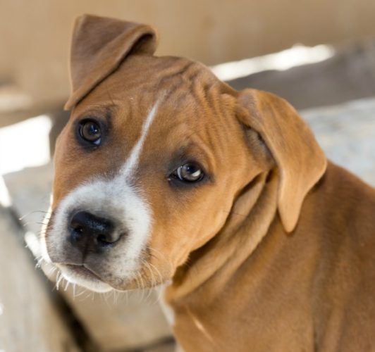 Portrait redhead pit bull dog Woodlawn has special pricing on pet blood work