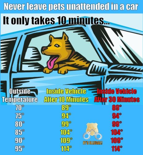Safety Tip: never leave pets unattended in vehicles