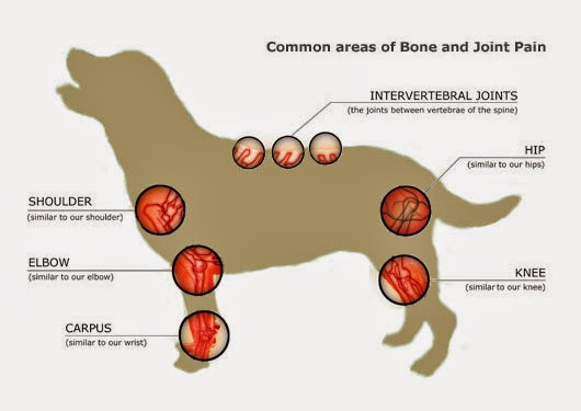 Causes of pet pain