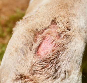 Dr. Harris treats dogs with flea bite dermatitis and other skin problems