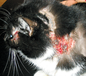 get treatment for miliary dermatitis at woodlawn animal hospital