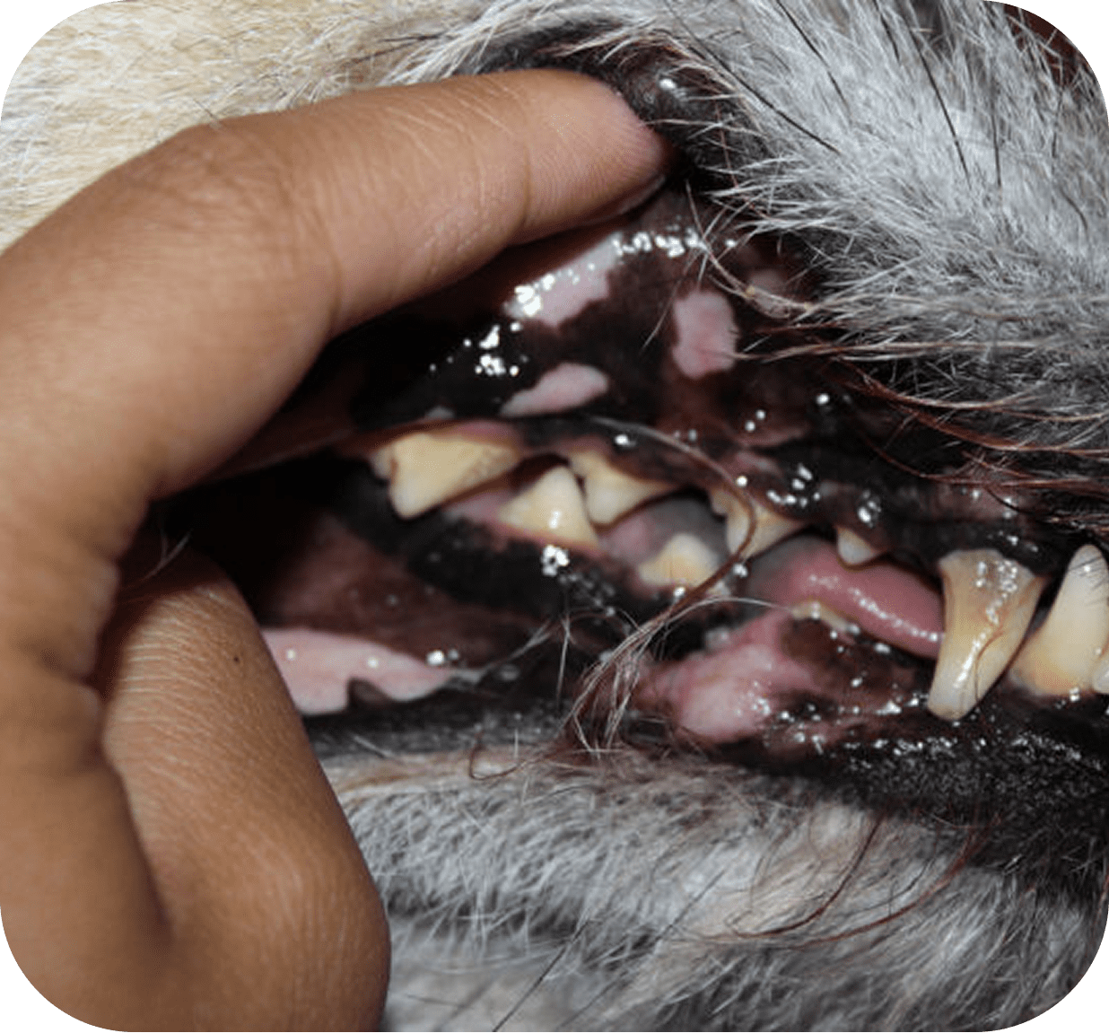 Hand examining dog's gums