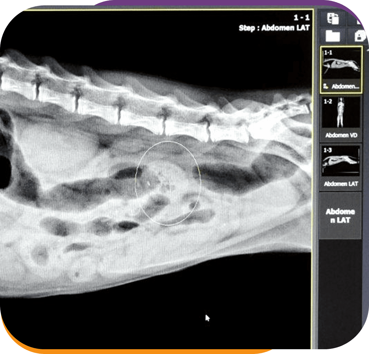 Animal abdominal X-ray image