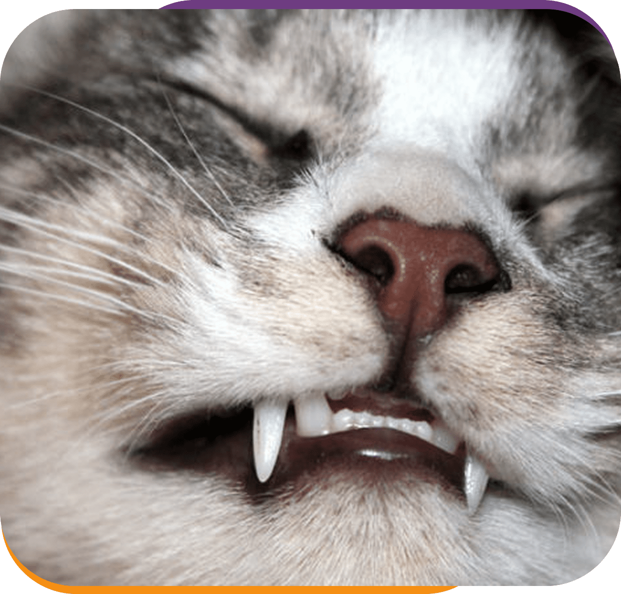 Cat dozing with prominent teeth
