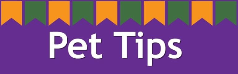 Pet tips banner with colorful flags