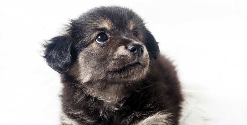 Cute puppy with dark fur