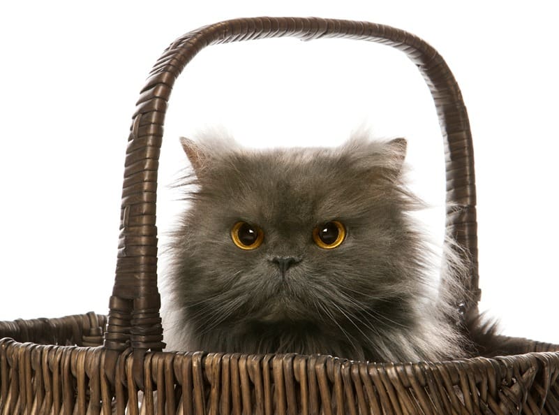 Grey cat peeking over basket edge