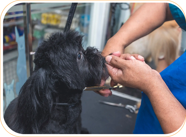 Black dog being fed by a person's hands.